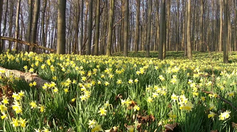 Daffodils in the park. Stock Footage 36239360