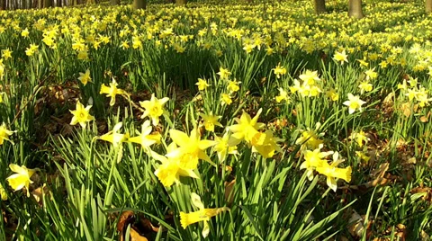 Daffodils in the park. Stock Footage 36240219