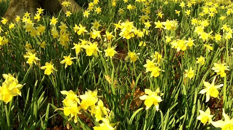 Daffodils in the park. Stock Footage 36240475