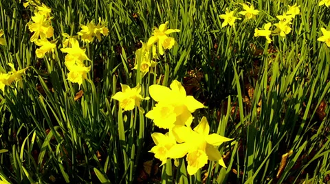 Daffodils in the park. Stock Footage 36241015
