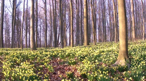 Daffodils in the park. Stock Footage 36306287