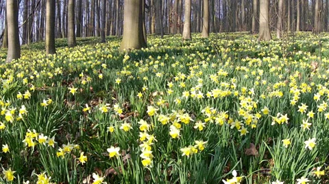 Daffodils in the park. Stock Footage 37153594