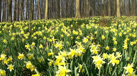 Daffodils in the park. Stock Footage 37156185