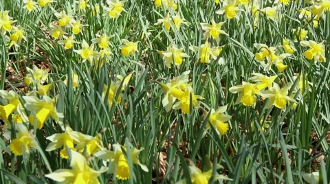 Daffodils in the park. Stock Footage 48358312
