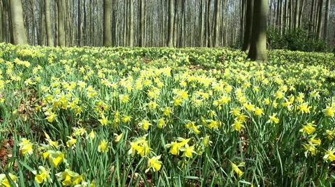Daffodils in the park. Stock Footage 48359051