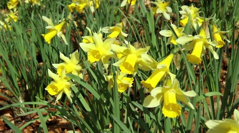 Daffodils in the park. Stock Footage 48361207