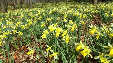 Daffodils in the park. Stock Footage 48362705