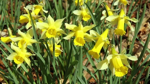 Daffodils in the park. Stock Footage 48364163