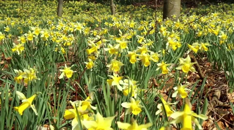 Daffodils in the park. Stock-Footage 48364833