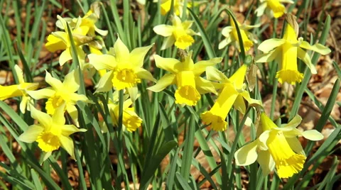Daffodils in the park. Stock Footage 48365232