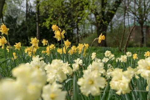 Daffodils in the park Stock Photos