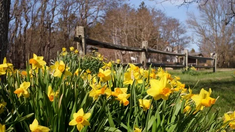 Daffodils Patch During the Daffodil Festival and Parade, Sconset, Nantucket Stock Footage 87725743