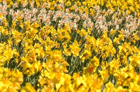 Daffodils Stock-Fotos