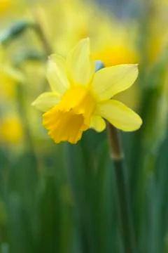 Daffodils Stock Photos