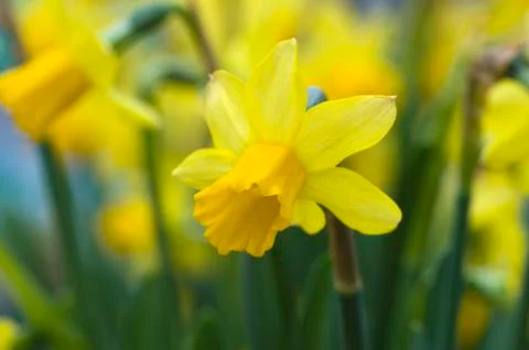 Daffodils Stock Photos