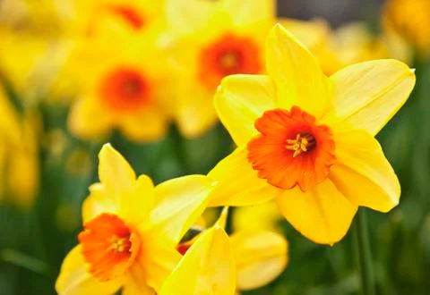 Daffodils Stock Photos