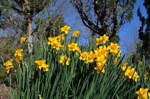 Daffodils Fotos de archivo
