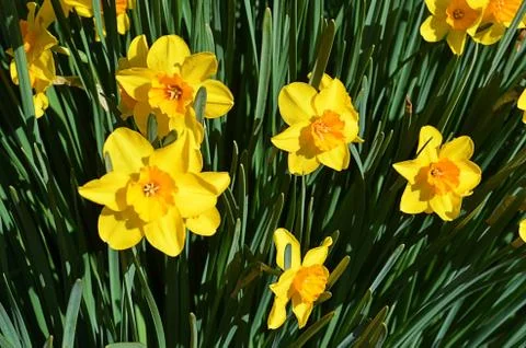 Daffodils 写真素材