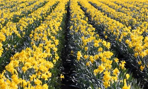 Daffodils Stock Photos