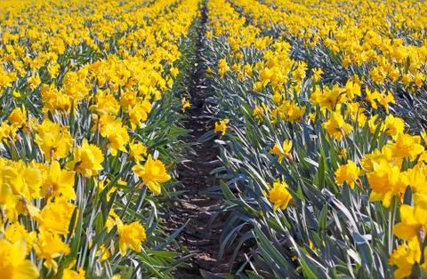 Daffodils 写真素材