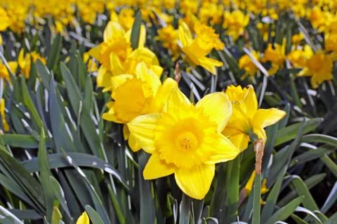 Daffodils Stock Photos