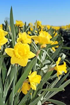 Daffodils 写真素材