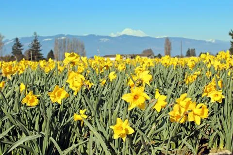 Daffodils Stock Photos