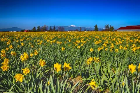 Daffodils Stock Photos
