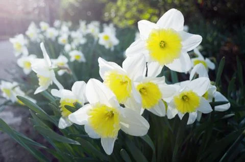 Daffodils Stock Photos