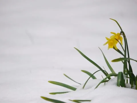 Daffodils Stock Photos