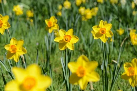 Daffodils Foto stock