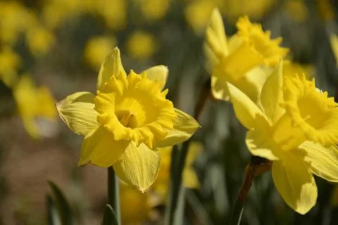 The Daffodils Stock Photos