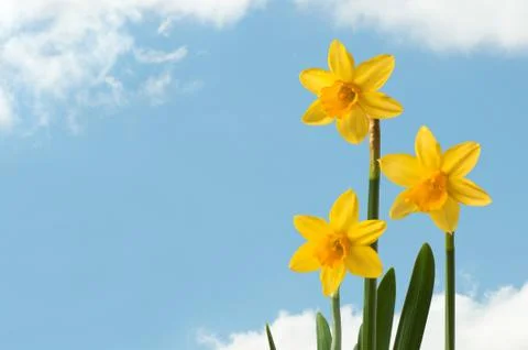 Daffodils 스톡 사진
