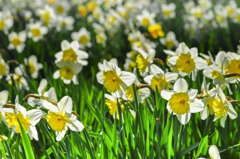 Daffodils Stock Photos