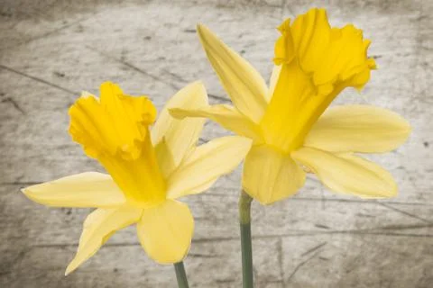 Daffodils Stock Photos