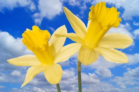 Daffodils Foto stock