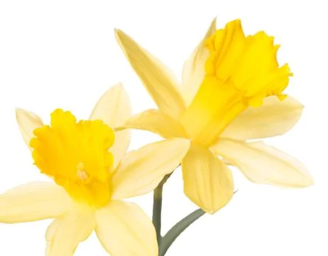 Daffodils Stock Photos