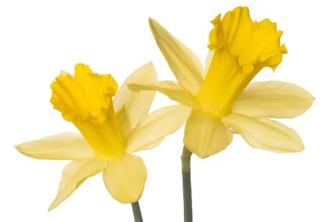 Daffodils Stock Photos