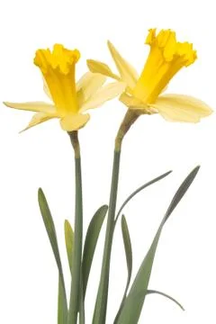 Daffodils Stock-Fotos