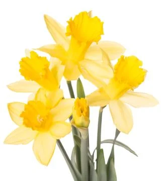 Daffodils Stock Photos