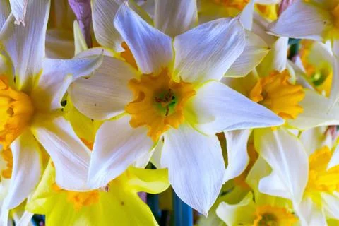 Daffodils Foto stock