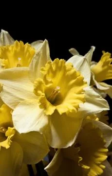 Daffodils Stock Photos