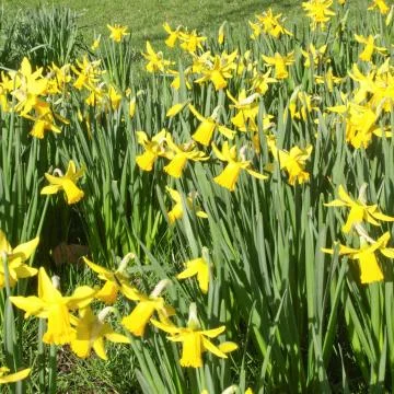 Daffodils Stock Photos