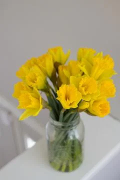 Daffodils Stock Photos