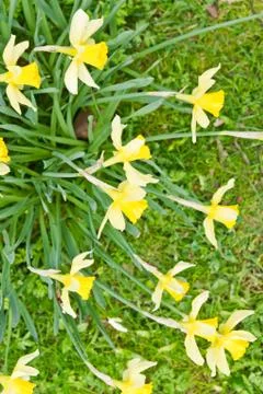 Daffodils Stock Photos