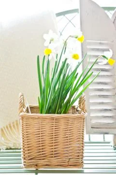 Daffodils Stock Photos