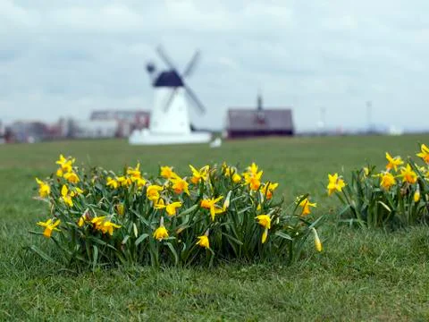 Daffodils Stock Photos