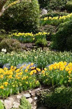 Daffodils 写真素材