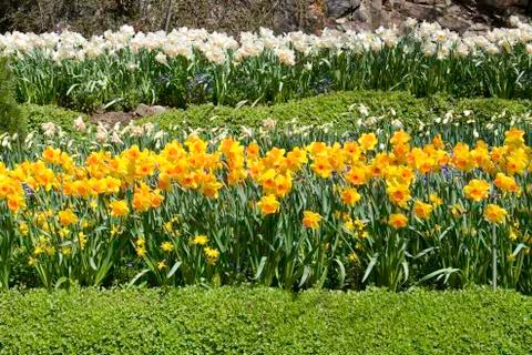 Daffodils Stock Photos