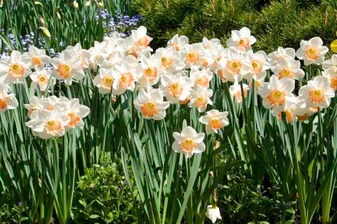 Daffodils Stock Photos